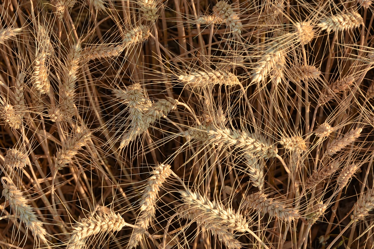 The Importance of Crop Rotation in Sustainable Farming
